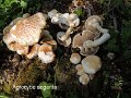 Cyclocybe cylindracea-amf1439-2